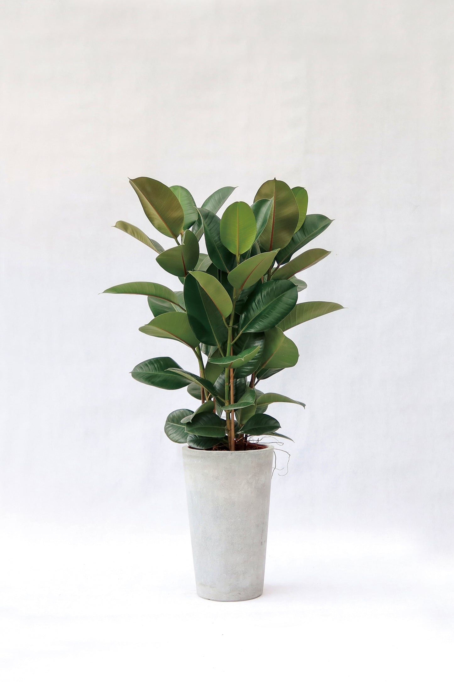 橡樹 Ficus Elastica (荷蘭進口)