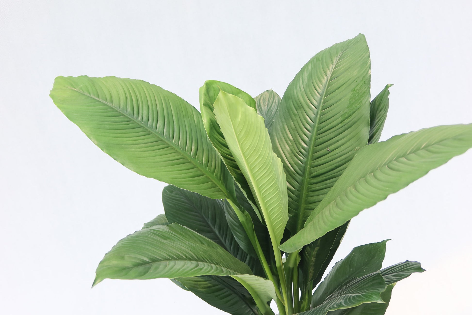 peace lily 植物 室內植物綠巨人Giant Peace Lily – Wah King Garden Arts Co., Ltd