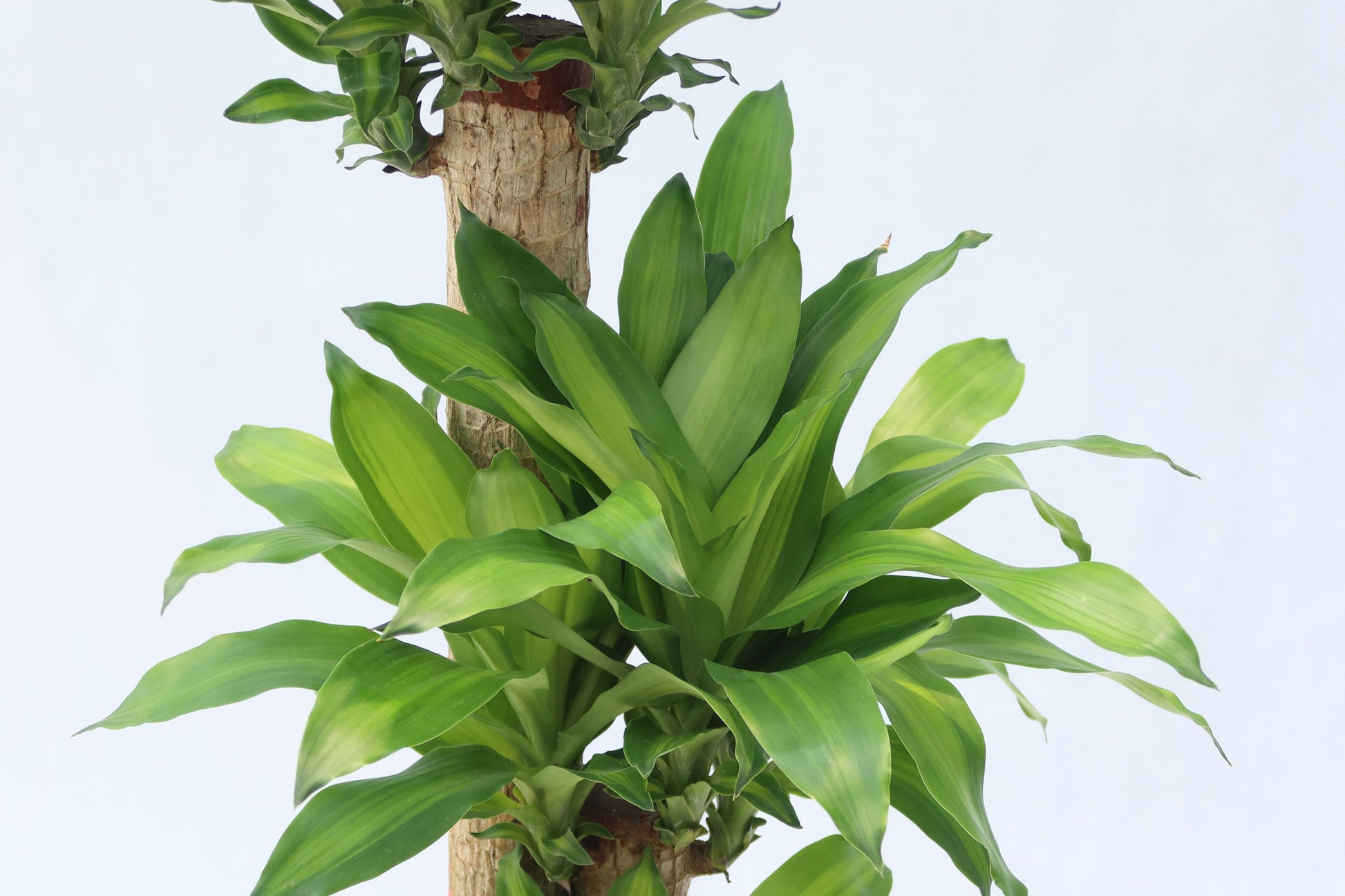 dracaena massangeana 中文 室內植物巴西鐵Dracaena fr. Massangeana – Wah King Garden Arts Co., Ltd