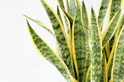 虎尾蘭 Sansevieria trifasciata