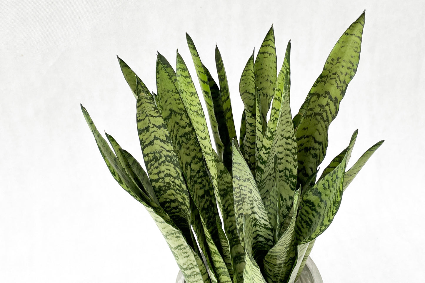 虎尾蘭 Sansevieria trifasciata