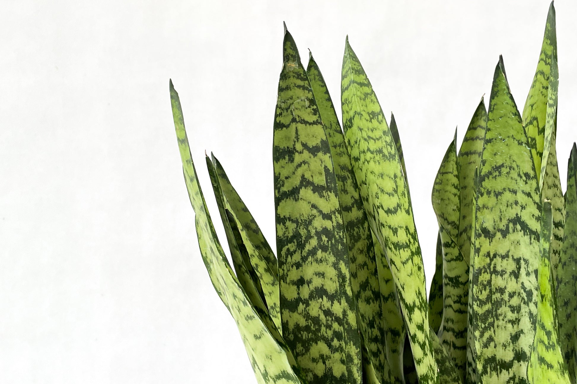 虎尾蘭 Sansevieria trifasciata