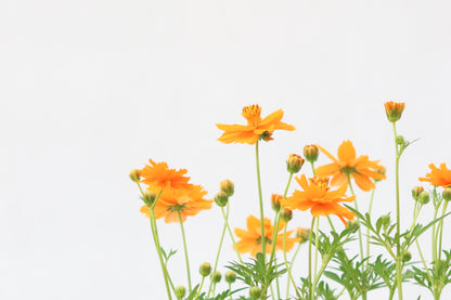 波斯菊  Cosmos Sulphureus