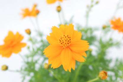 波斯菊  Cosmos Sulphureus