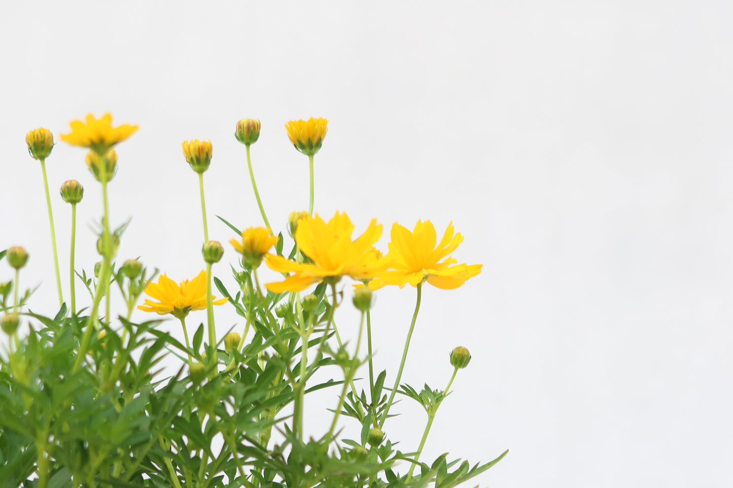 波斯菊  Cosmos Sulphureus