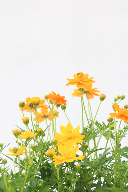 波斯菊  Cosmos Sulphureus