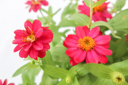 魚尾菊 (大花)  Zinnia Elegans