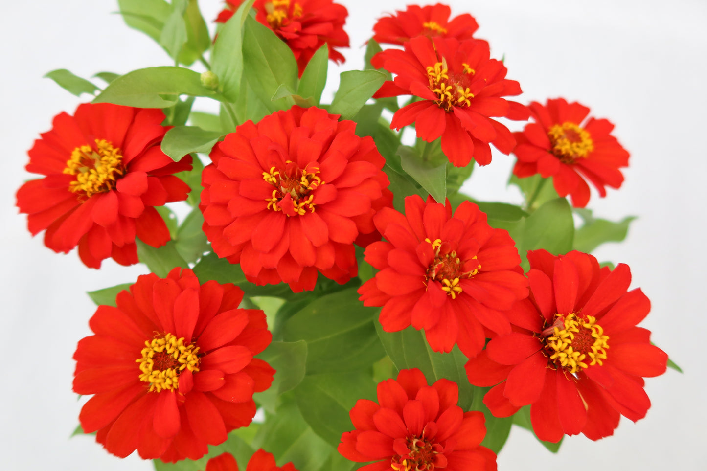 魚尾菊 (大花)  Zinnia Elegans