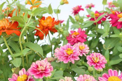 魚尾菊 (大花)  Zinnia Elegans