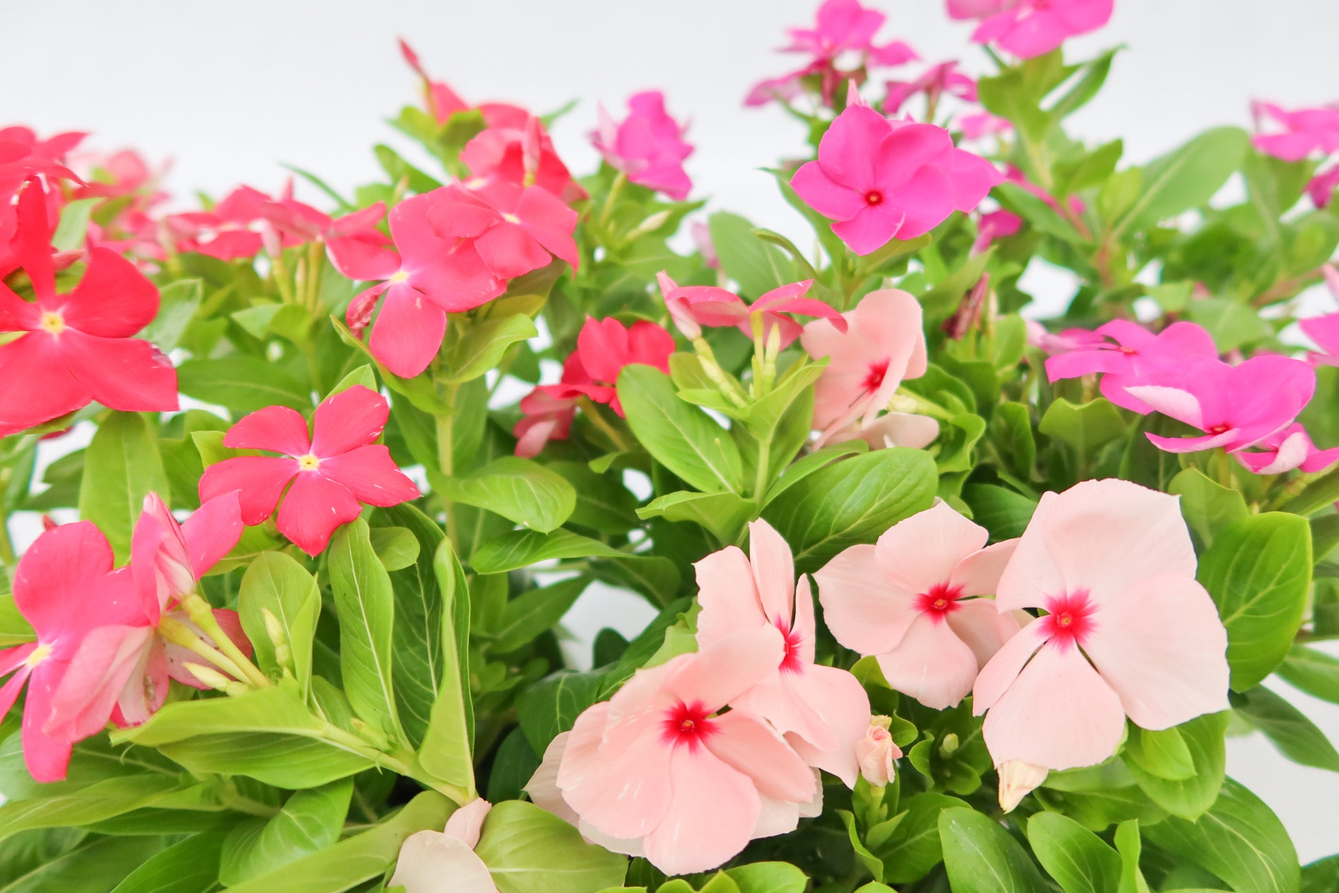 日日春  Catharanthus roseus