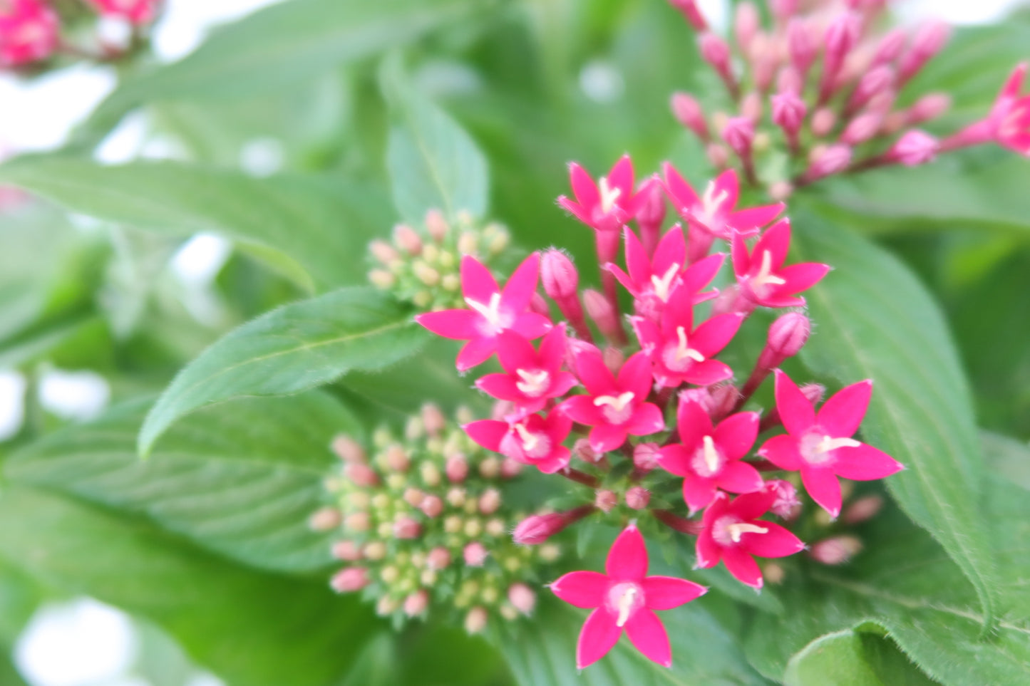 五星花  Pentas