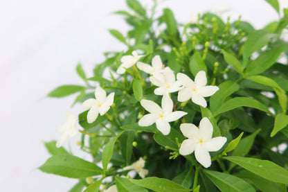 九牙茉莉 Star Jasmine