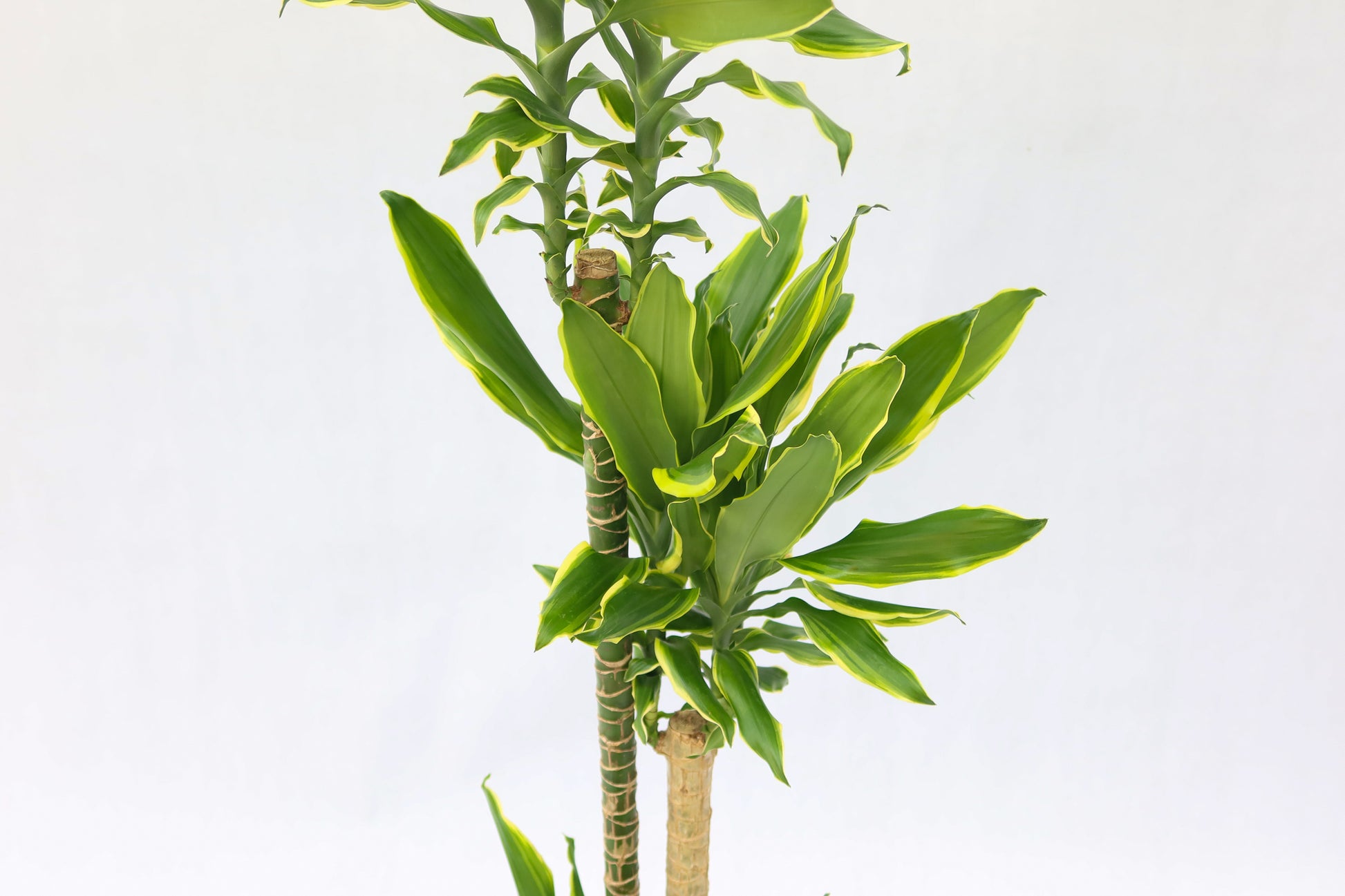 日本鐵-金邊Dracaena fragrans golden coast (荷蘭進口)