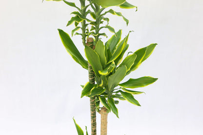 日本鐵-金邊Dracaena fragrans golden coast (荷蘭進口)