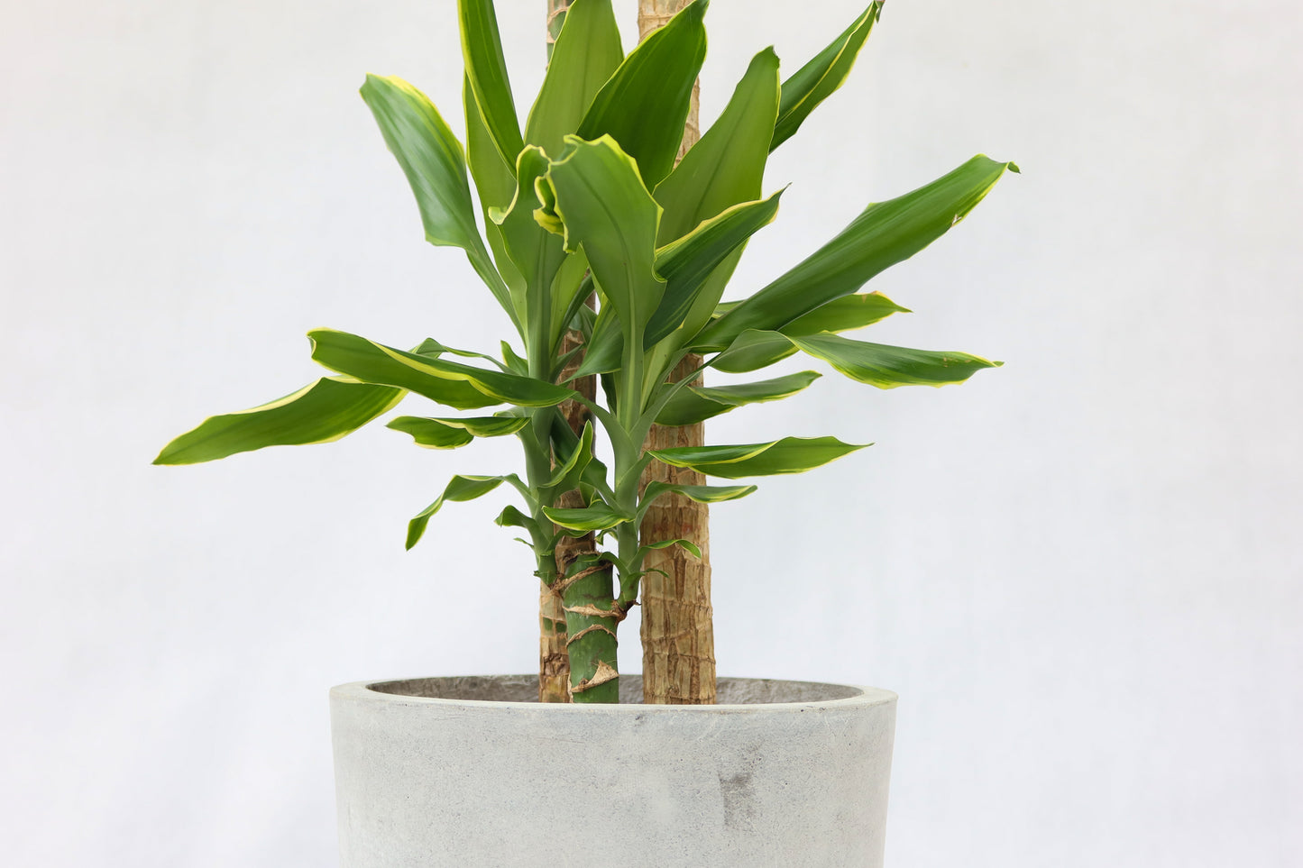 日本鐵-金邊Dracaena fragrans golden coast (荷蘭進口)