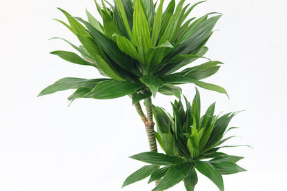 太陽神 Dracaena Compacta