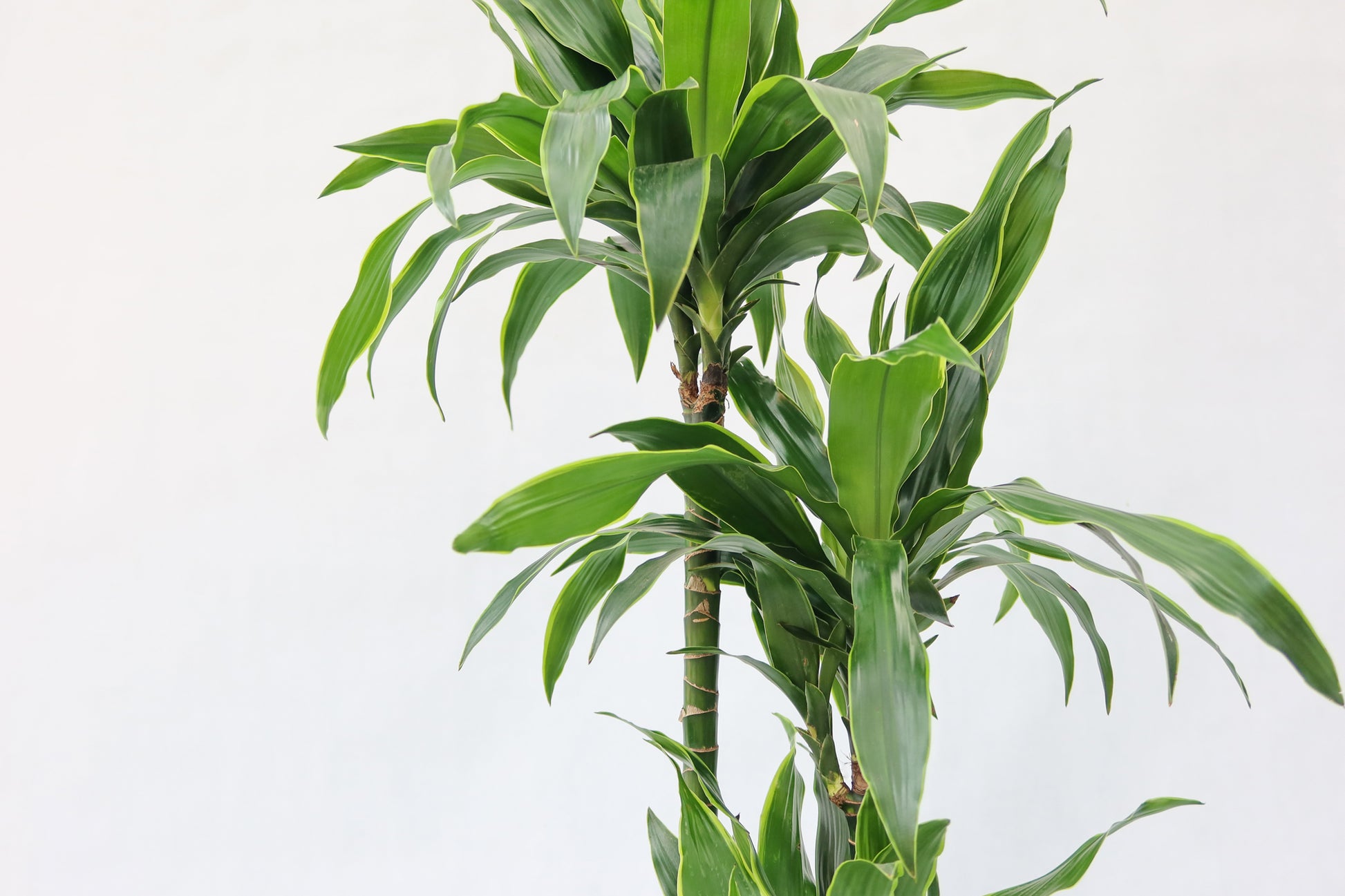 dracaena fragrans 中文 室內植物金邊鐵Dracaena Fragrans Dorado (荷蘭進口) – Wah King Garden Arts Co., Ltd