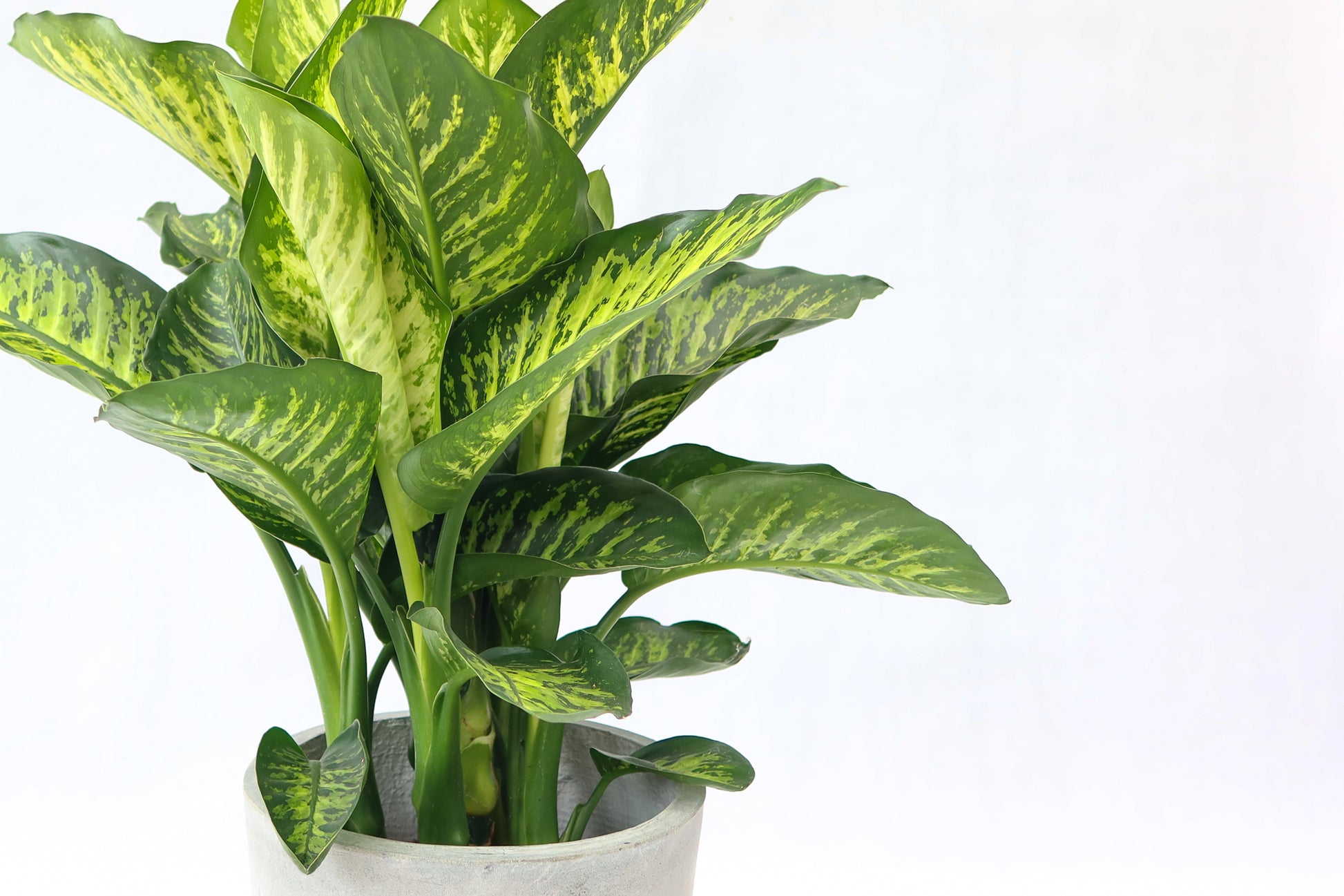 大斑馬 Dieffenbachia