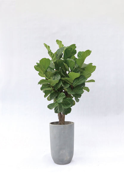 琴葉榕 Ficus Lyrata